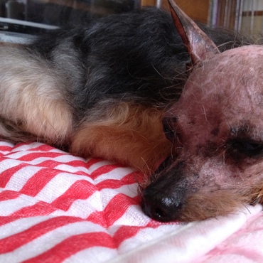 クイールの写真