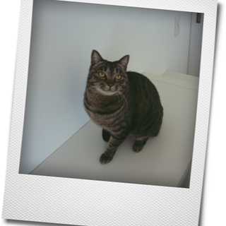 エビちゃんの里親になってください。。