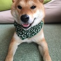 交渉中の為一時中断中 元気いっぱい1歳半赤毛の芝犬