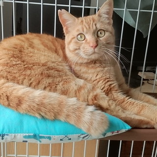 人間大好きな茶トラ（仮名チャト）