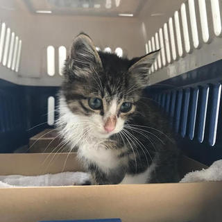 改めて募集ー犬についてきた仔猫ちゃん