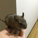 デグー4月7日産まれ