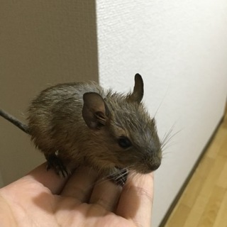 デグー4月7日産まれ