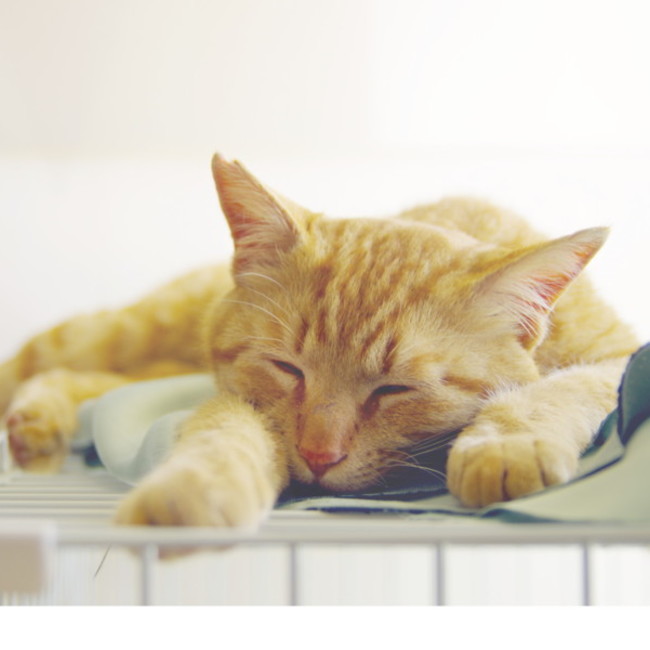 しまだのカバー写真