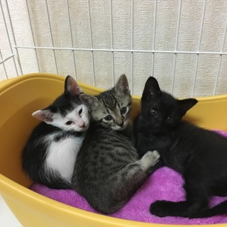 甘えた兄弟　ちびくろ君     里親様決定しました