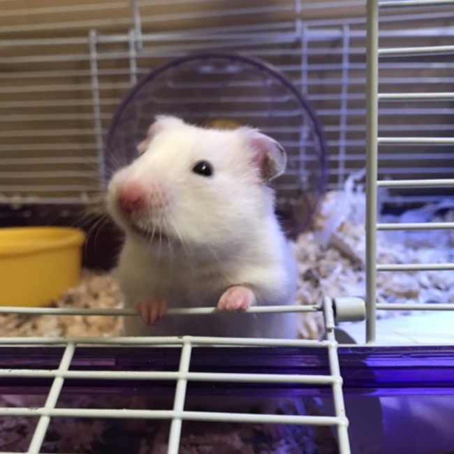 桜 綺羅のカバー写真