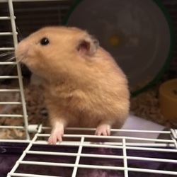 ハムスターベビー