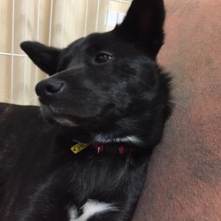 「しつけ教室４回目」サムネイル1