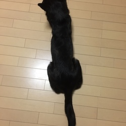 「しつけ教室４回目」サムネイル2