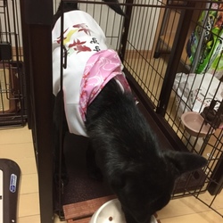 「しつけ教室４回目」サムネイル3