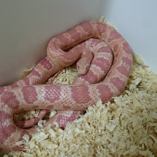 【交渉中】コーンスネーク　フローレッセントオレンジ