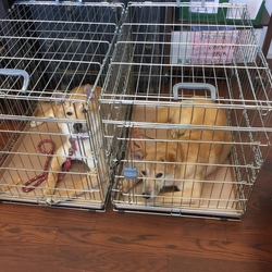 6月4日(日)に、愛知県蒲郡市で譲渡会！