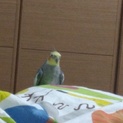 オカメインコおすです