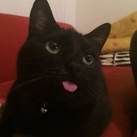 タンゴ