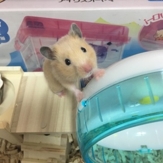 キンクマハムスター！