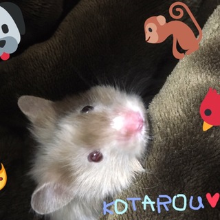 ちょっと珍しいハムスター！