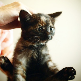 代理募集・Oさん宅の はぎちゃん