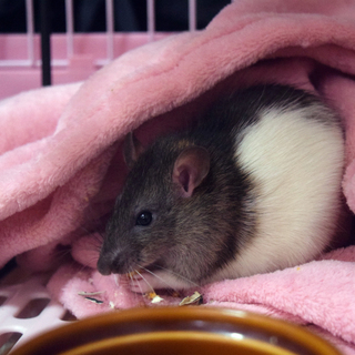 【里親さん見つかりました】ファンシーラット♂