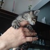 キジトラ子猫♀1