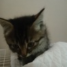 キジトラ子猫♀2