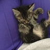キジトラ子猫♀4
