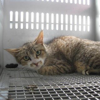 期限6月4日迄！とても怯えています！まだ子供です！