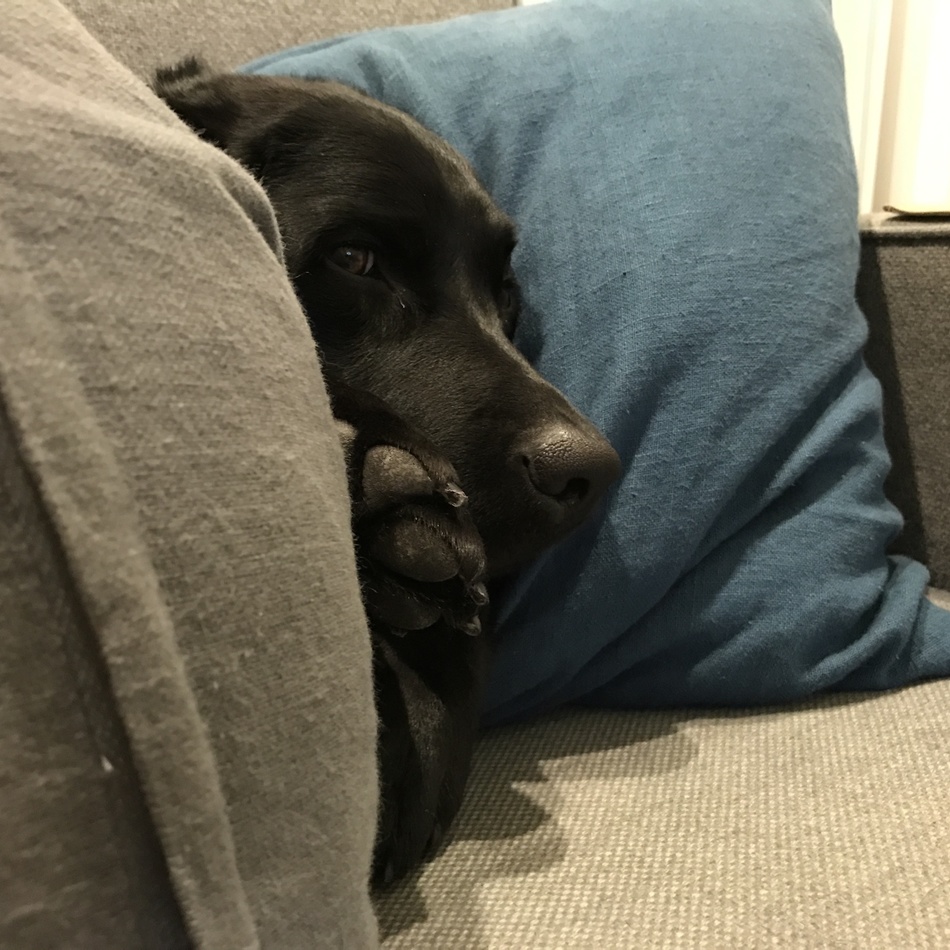 ココのカバー写真