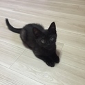 生活保護世帯で多頭飼育崩壊にて保護‼️