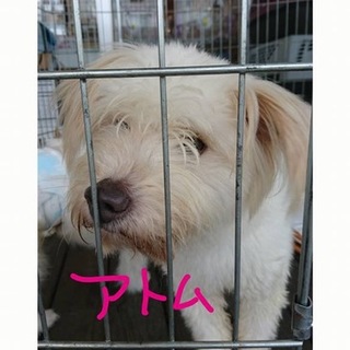 アトム里親さん募集中