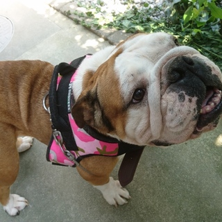 笑顔が素敵なスピカちゃん