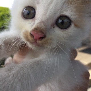 4月産まれの可愛い子ニャンコです