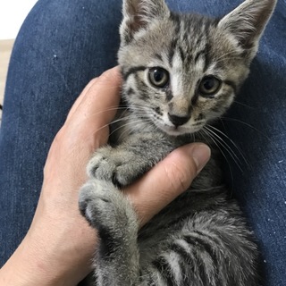 【可愛らしい女の子】キジトラ女子☆生後２ヶ月