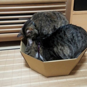 ８角形の段ボールベッドを購入。見慣れぬモノに群がる猫姉妹。仲良く使うのよー。