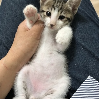 【愛想よし】キジ白男の子☆生後２ヶ月