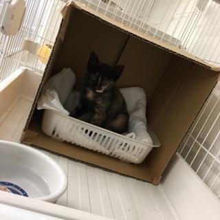 鼻筋通った美人さんのはまぐりちゃん里親さん募集