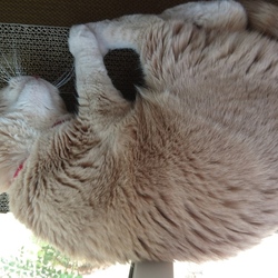 動きたくないごはんさん