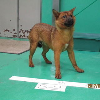 まだ一歳の犬のメス！助けて下さい