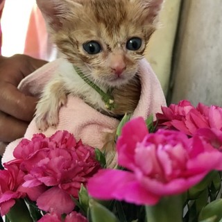 茶トラ子猫ちゃん