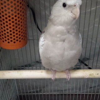 里親さん決定しましたご応募ありがとうございました。