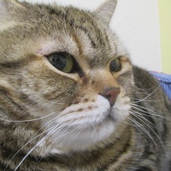 中型犬サイズ。