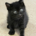 黒猫　くまくん　人馴れ抜群！！