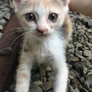 子猫ちゃんの里親さん募集！！