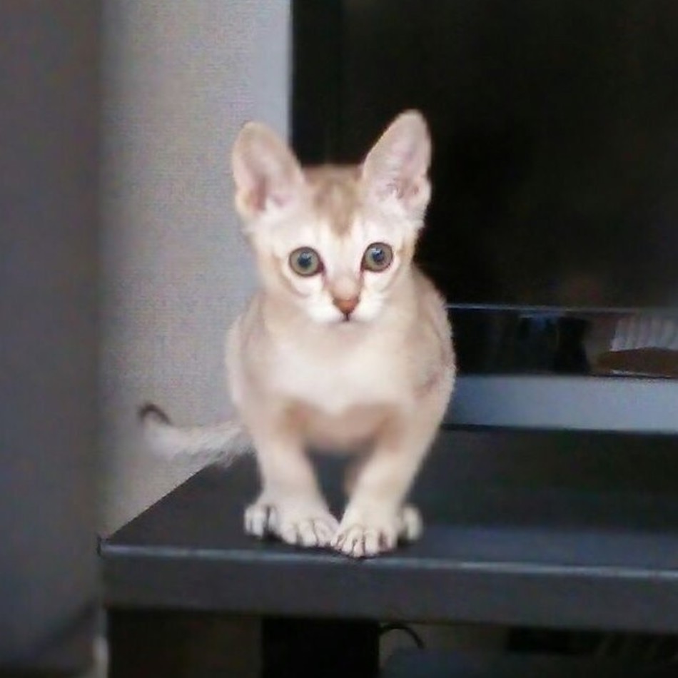 銀次郎のカバー写真