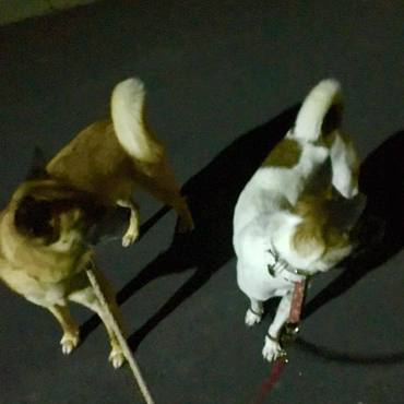 下津井犬、シンクロ・・その2