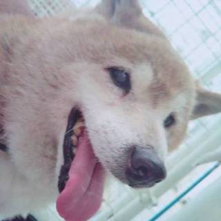 捨てられたキチ君の新しい家族募集