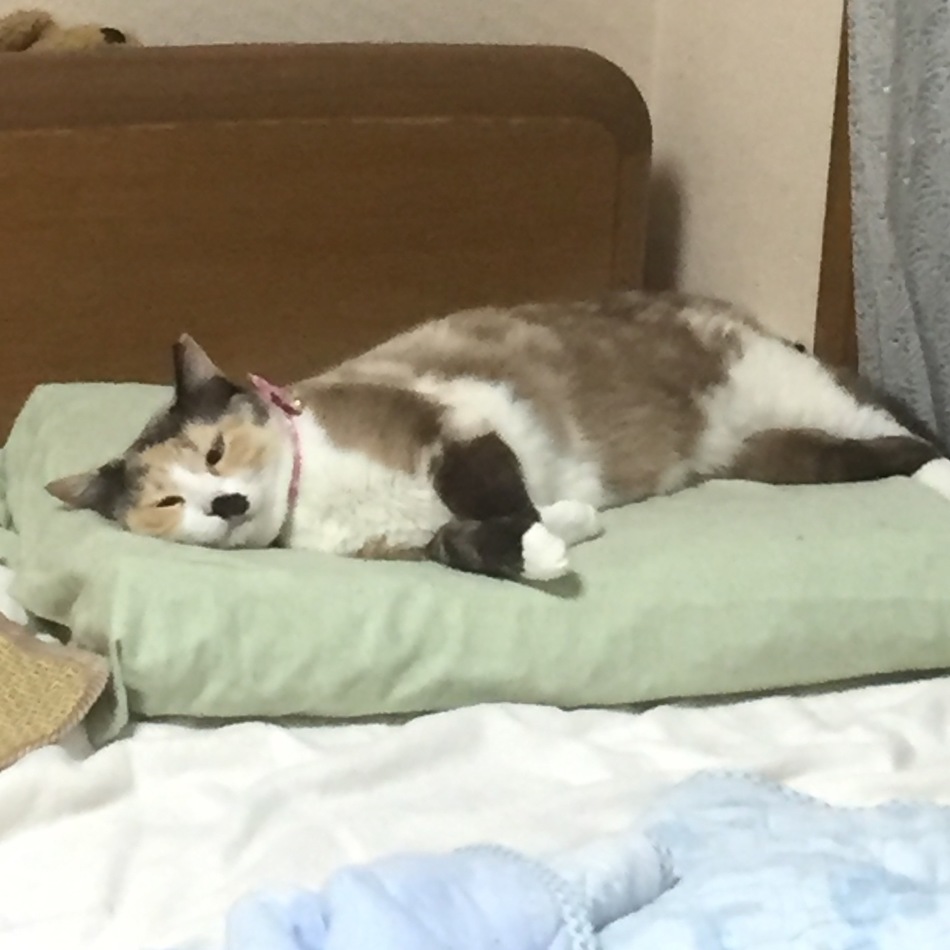 かつおのカバー写真