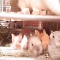 ミニウサギ赤ちゃん（ライオンmix）募集一時停止