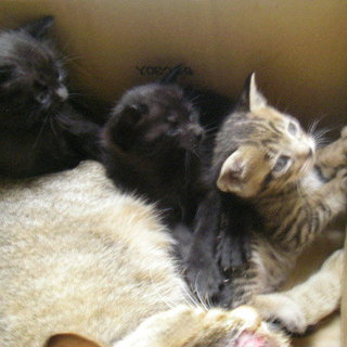 生後一ヶ月の子猫3兄妹です。