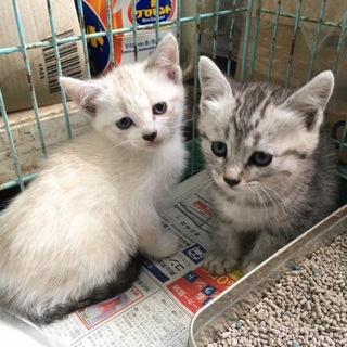 サバトラとシャムネコの姉妹♀　生後２ヶ月