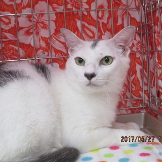 目指せ！白熊　(笑)　です　「新之助」